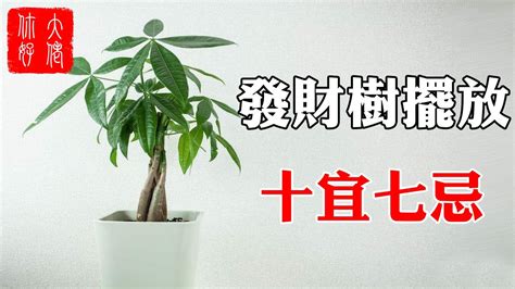 招財樹風水|發財樹有哪些？花月、馬拉巴栗都上榜，5大訣竅好照。